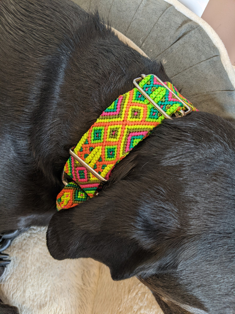 Martingale Collar Nala