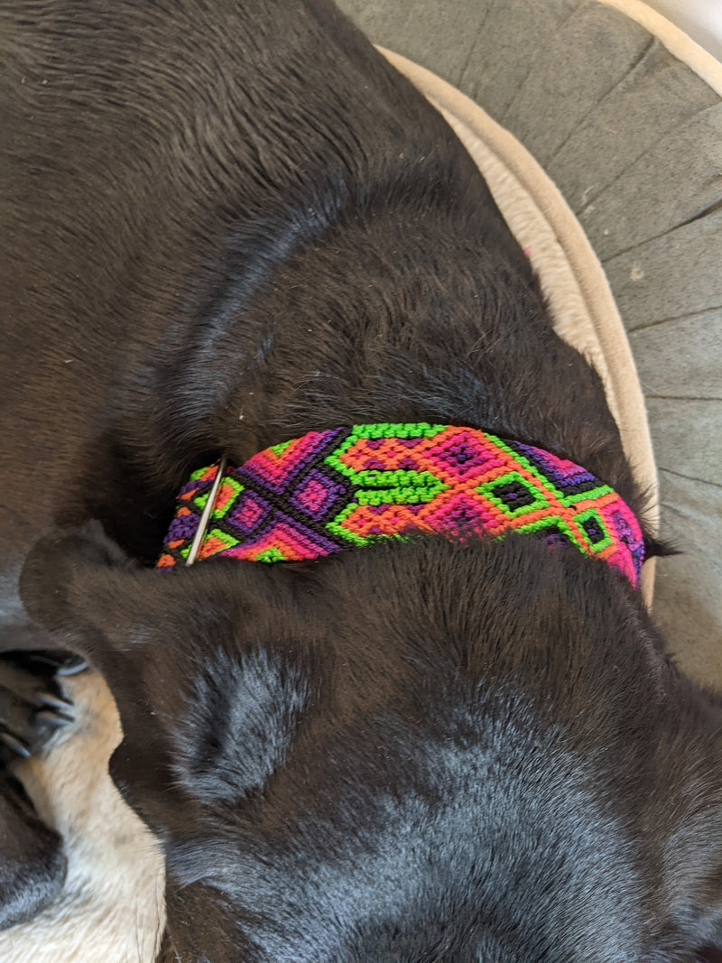 Martingale Collar Ara